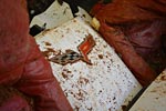 [VIDEO] The 2009 1.5 Millionth Corvette Recovered from the Corvette Museum Sinkhole