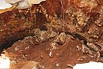 Corvette Museum May Leave Some of the Sinkhole Corvettes As Is