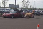 [PICS] Man Struggles to a Fit Giant Stuffed Bear in his C5 Corvette Convertible