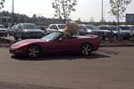 [PICS] Man Struggles to a Fit Giant Stuffed Bear in his C5 Corvette Convertible