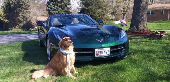 Vettes and Pets!