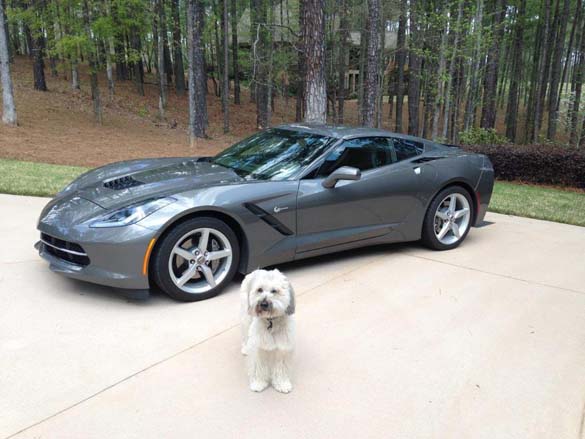 Vettes and Pets!
