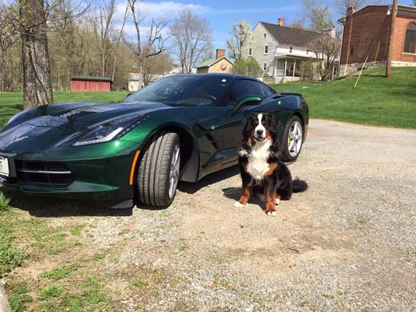 Vettes and Pets!