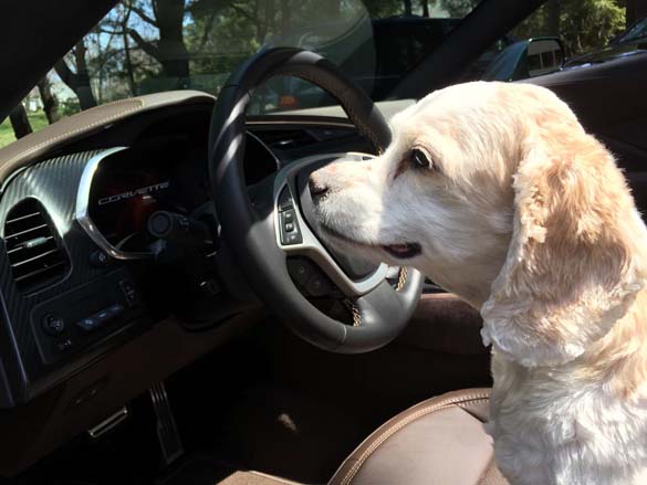 Vettes and Pets!
