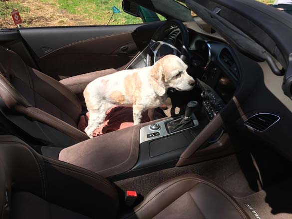 Vettes and Pets!