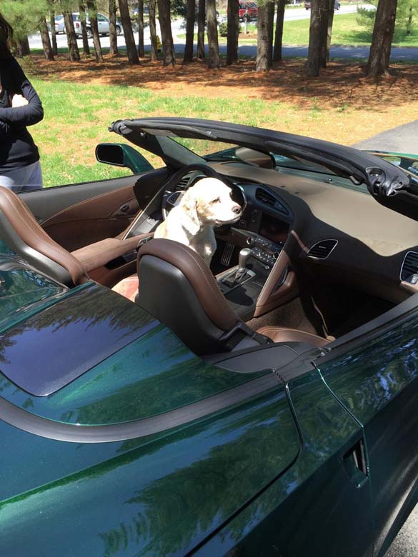 Vettes and Pets!