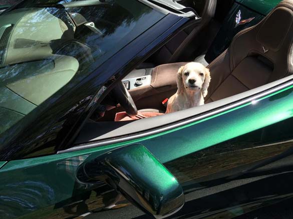 Vettes and Pets!