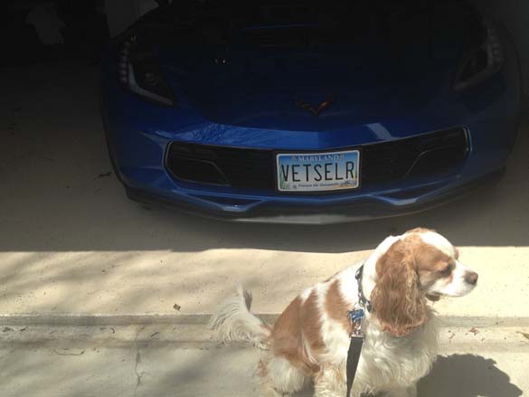 Vettes and Pets!