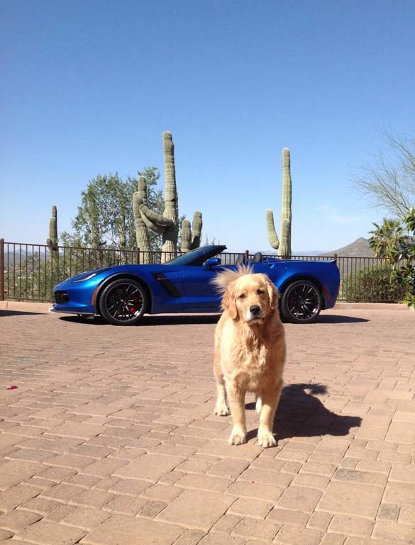 Vettes and Pets!