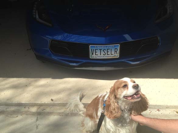 Vettes and Pets!