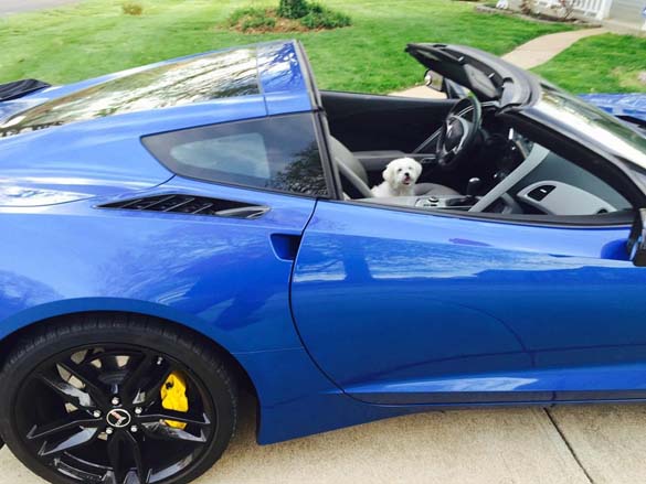 Vettes and Pets!