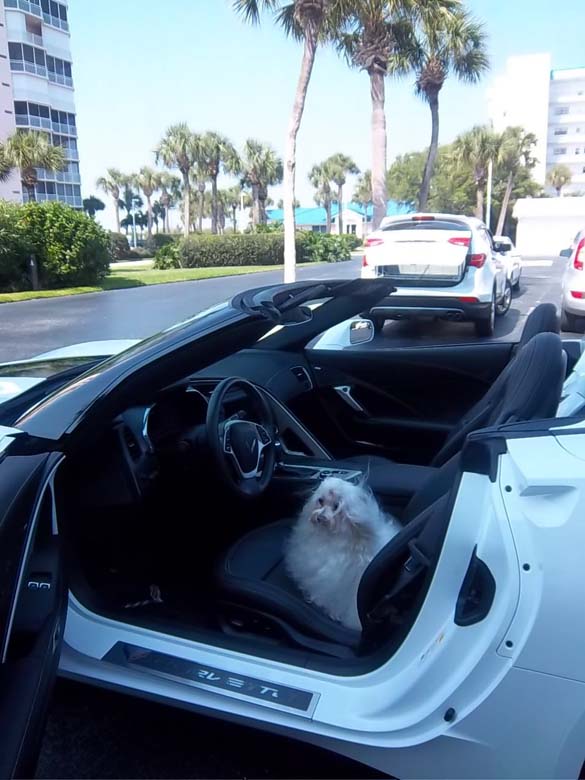 Vettes and Pets!