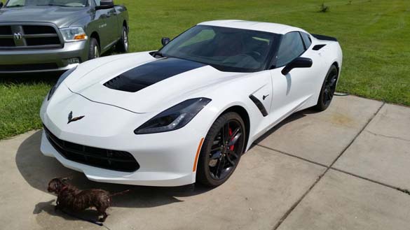 Vettes and Pets!