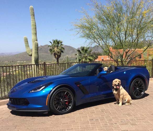 Vettes and Pets!