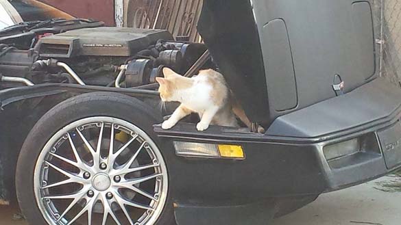 Vettes and Pets!