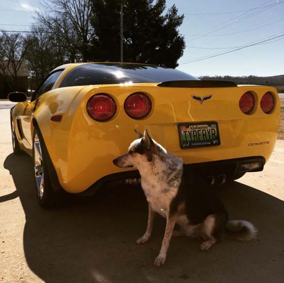 Vettes and Pets!