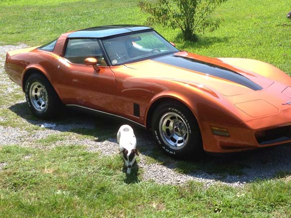 Vettes and Pets!