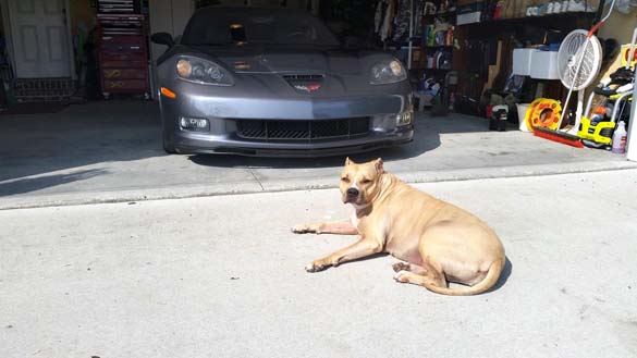 Vettes and Pets!