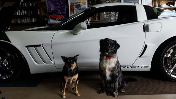 Vettes and Pets!