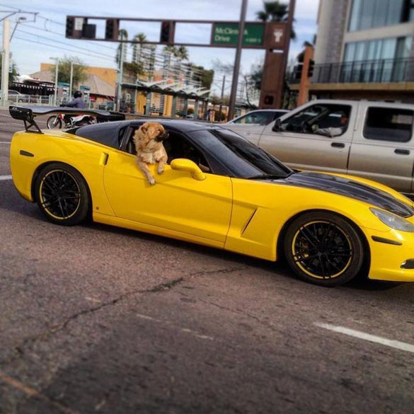 Vettes and Pets!