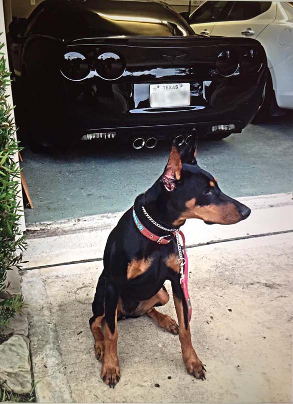 Vettes and Pets!