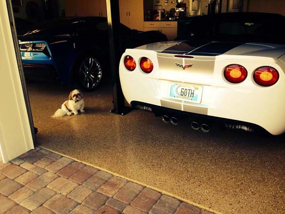 Vettes and Pets!