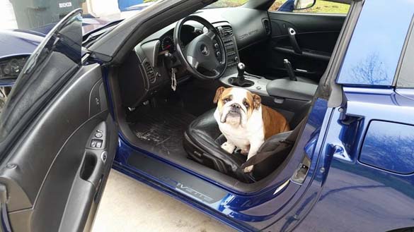 Vettes and Pets!