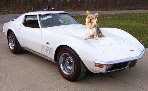 Vettes and Pets!