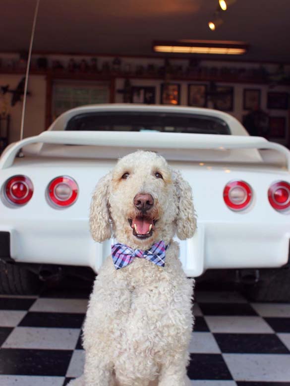 Vettes and Pets!