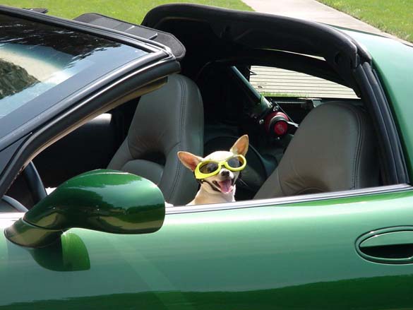 Vettes and Pets!