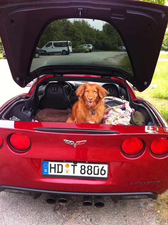 Vettes and Pets!