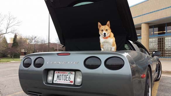 Vettes and Pets!