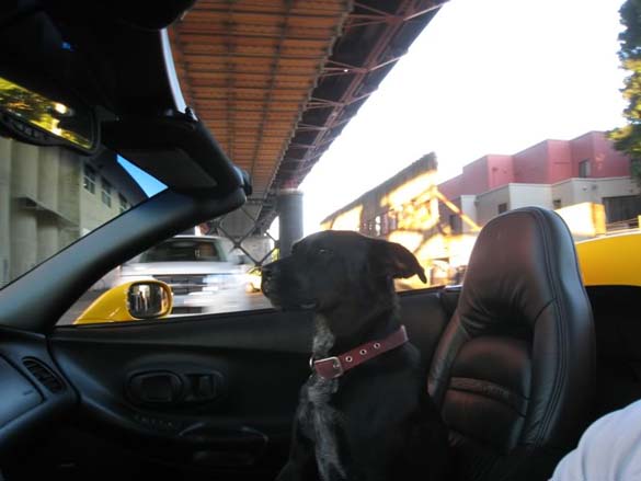 Vettes and Pets!