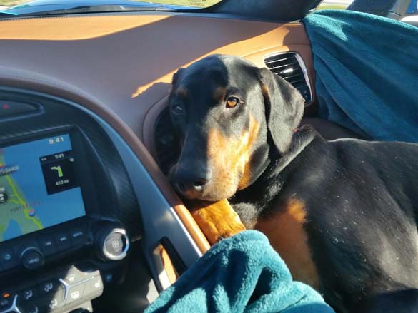Vettes and Pets!