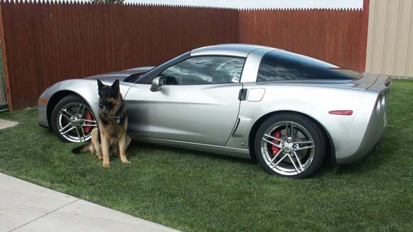 Vettes and Pets!