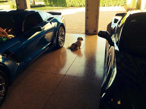 Vettes and Pets!