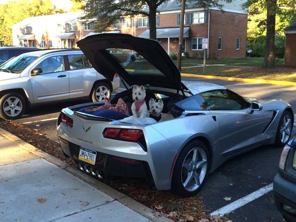 Vettes and Pets!