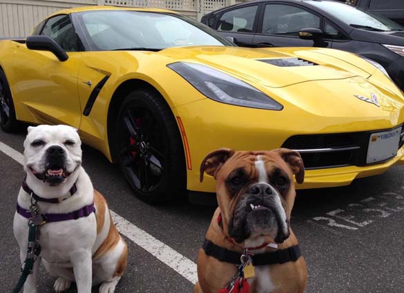 Vettes and Pets!