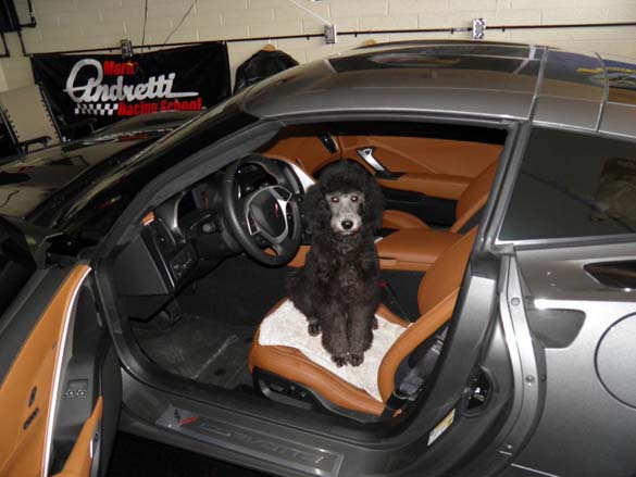 Vettes and Pets!