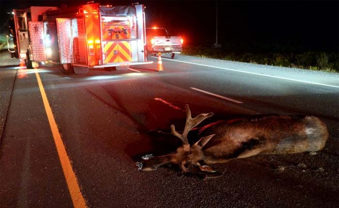 [ACCIDENT] C7 Corvette Crashes into a Moose on the Trans-Canada Highway
