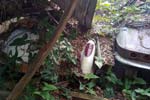 1959 Corvette Found Under the Remains of a Florida Lean-To Shed