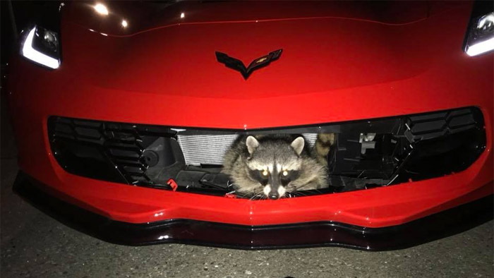 [ACCIDENT] Rocky Raccoon Hitches a Ride in a Corvette Stingray