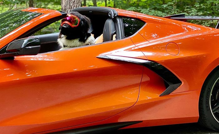 [PICS] Oaklie the Newfie Loves His Master's 2020 Corvette