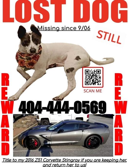 [VIDEO] Family Desperate for Return of Missing Dog Offers a C7 Corvette Z06 and $4K Cash as Reward