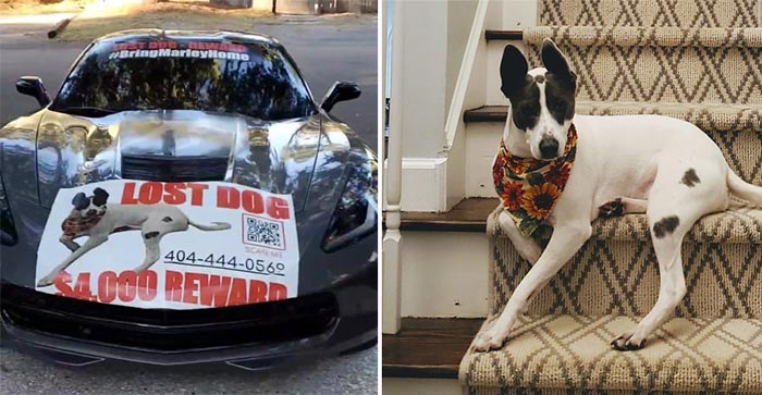 [VIDEO] Family Desperate for Return of Missing Dog Offers a C7 Corvette Z51 and $4K Cash as Reward