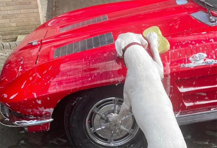 [PIC] Happy National Dog Day 2024