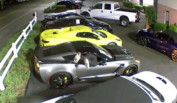 [VIDEO] Car Thief Smashes a Z06s Window and Attempts to Drive Off As Police Show Up